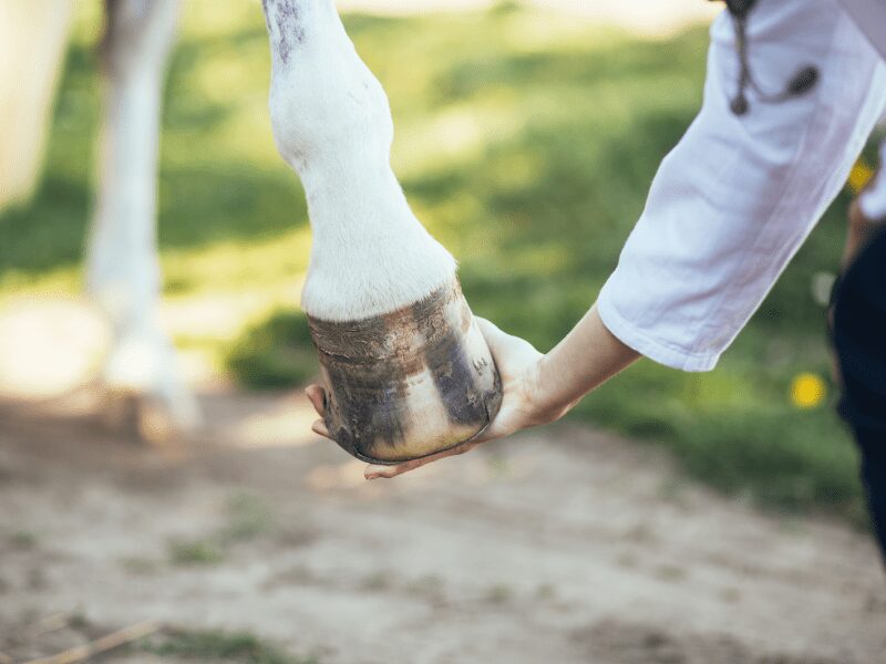 A doctor holding a horse hoof