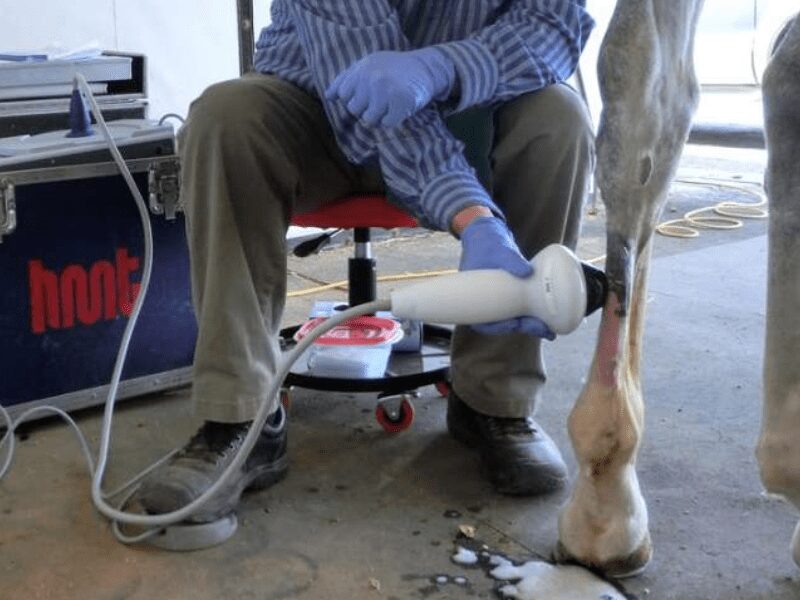 A veterinarian taking care of a horse leg