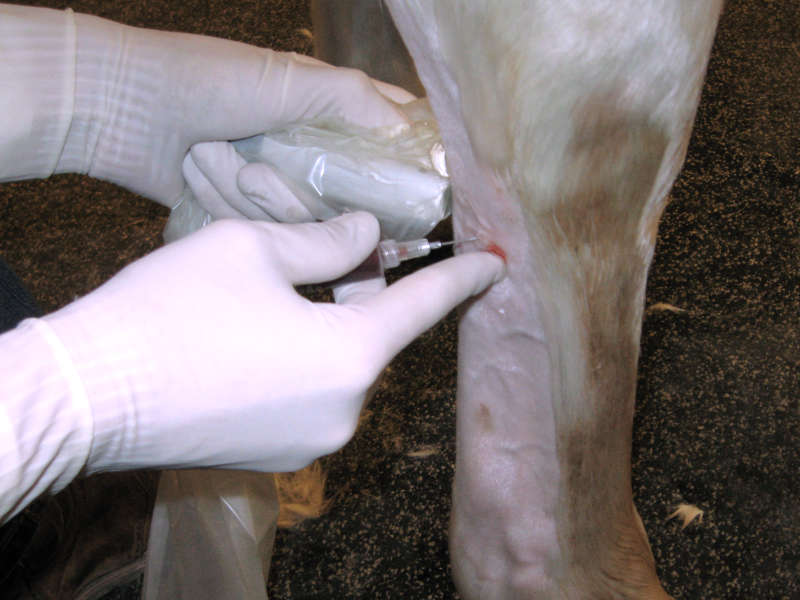 A veterinarian injecting medicine on a horse leg